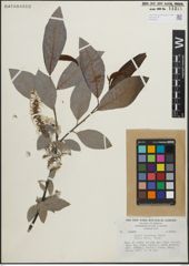 Foto von Salix paradoxa Kunth